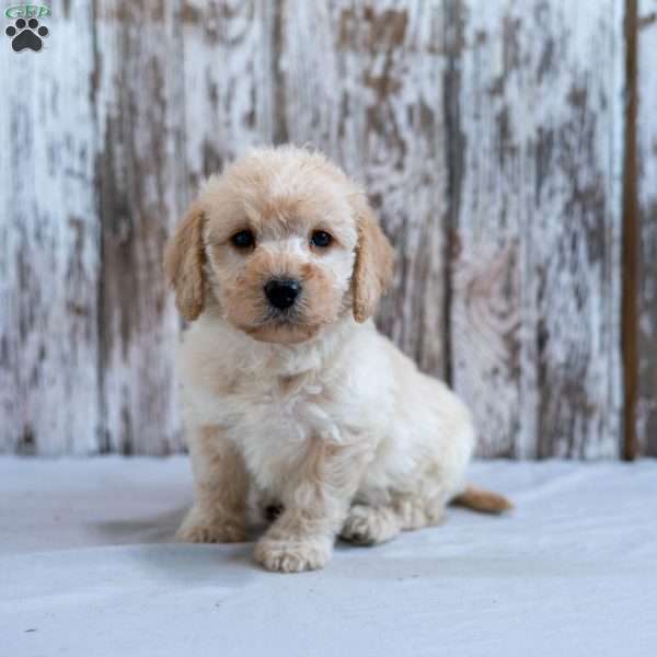 Hope, Mini Labradoodle Puppy